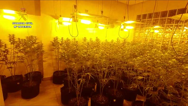 Desarticulada una organización criminal dedicada al cultivo de marihuana indoor en Castellón