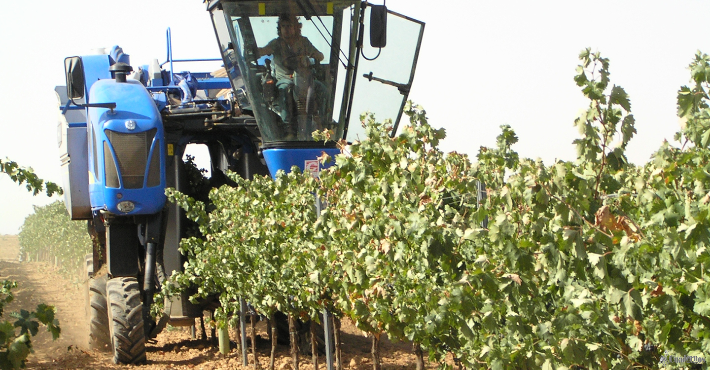 El DOCM publica la orden con recomendaciones y obligaciones para garantizar que la vendimia en Castilla-La Mancha se desarrolle con normalidad