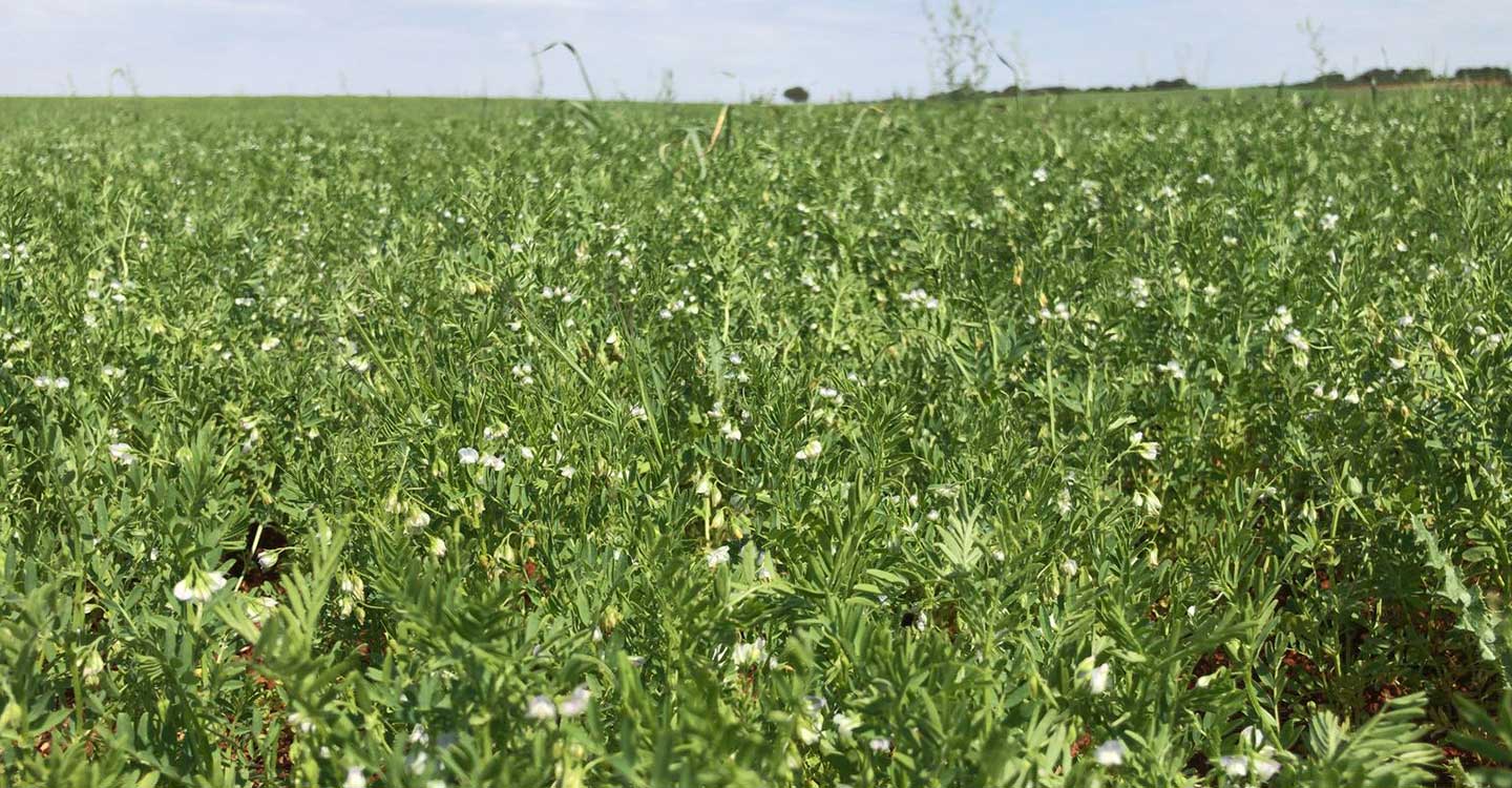 El Gobierno de Castilla-La Mancha ha abonado este año más de 3,3 millones de euros de ayudas para cerca de medio millar de agricultores en zona ZEPA 