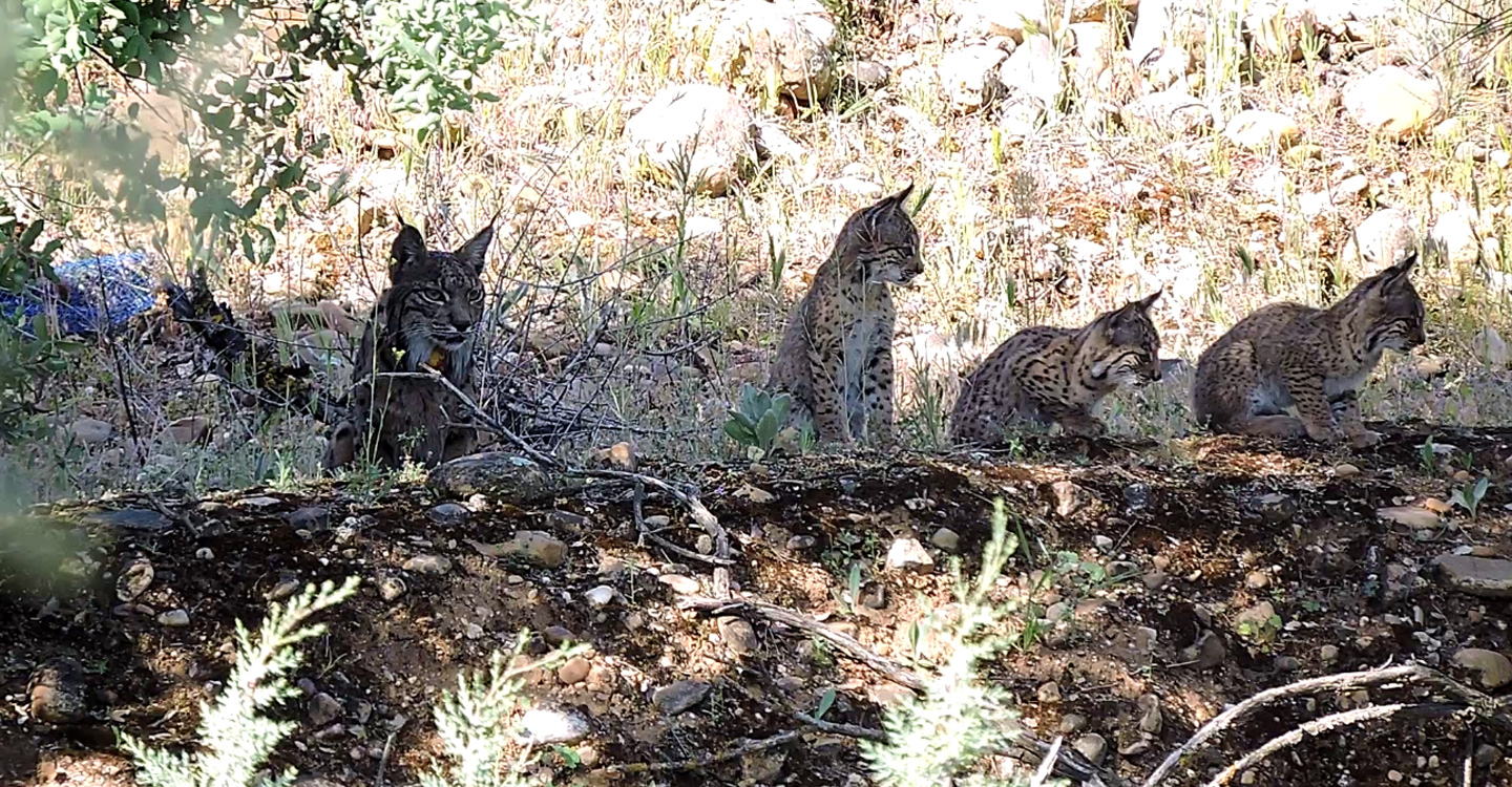 El Gobierno de Castilla-La Mancha publica las nuevas zonas de presencia estable y reproductora para el lince ibérico