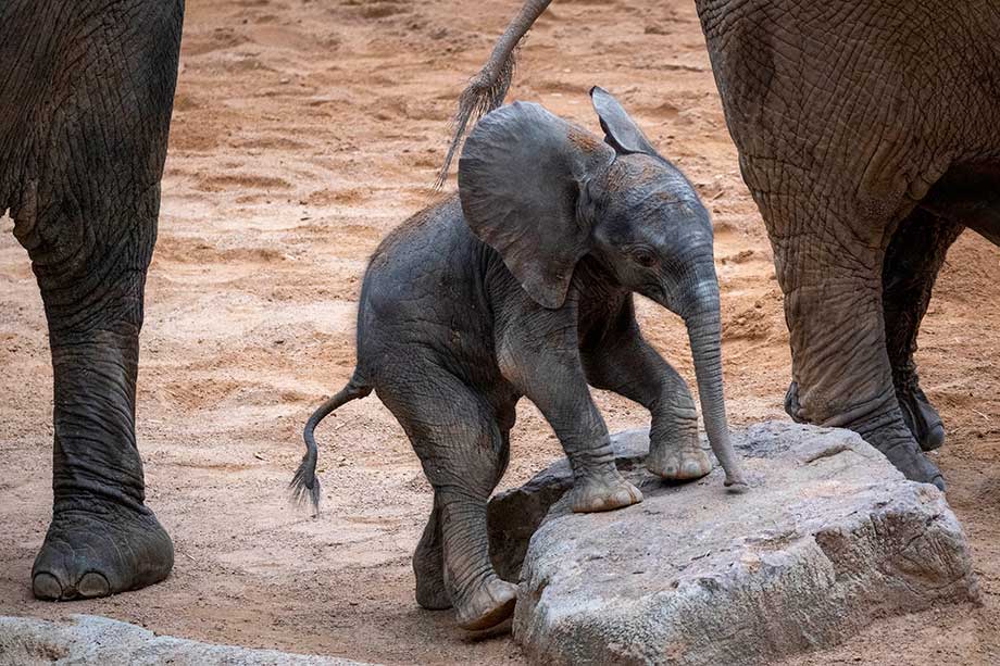 Elefante Bioparc Valencia