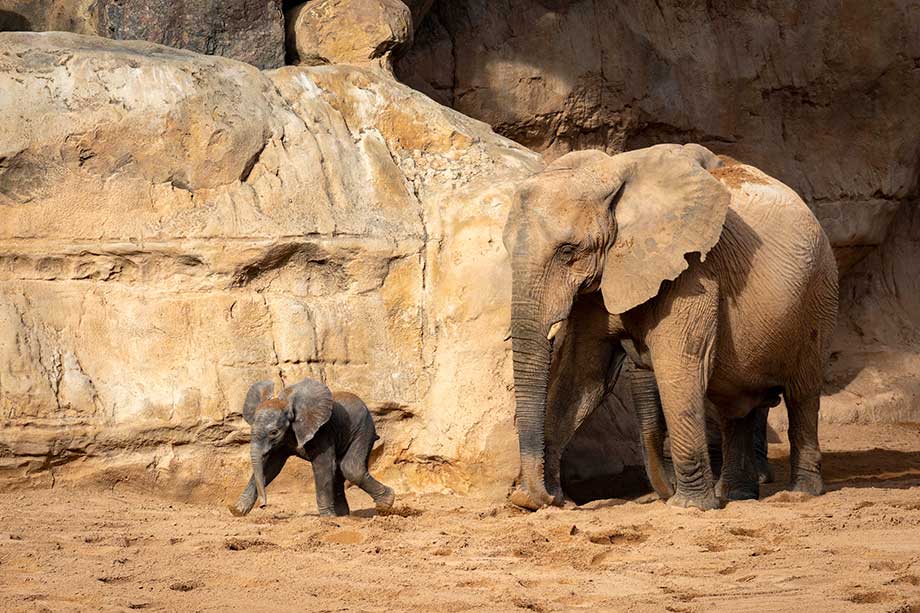 El elefante nacido en BIOPARC Valencia comienza a explorar la instalación exterior