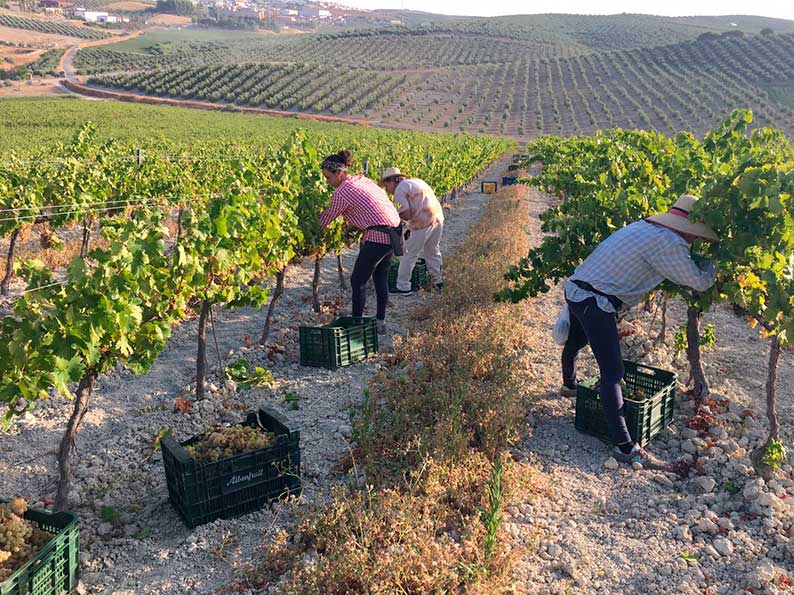 Bodegas robles