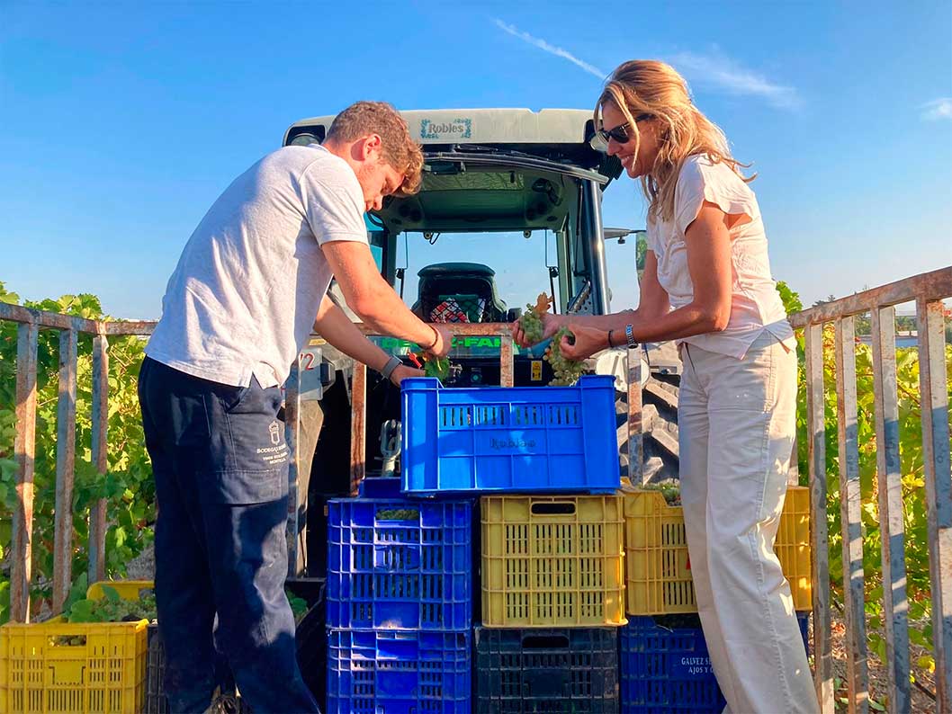 Finaliza la vendimia de uva Pedro Ximénez destinada a vinos espumosos