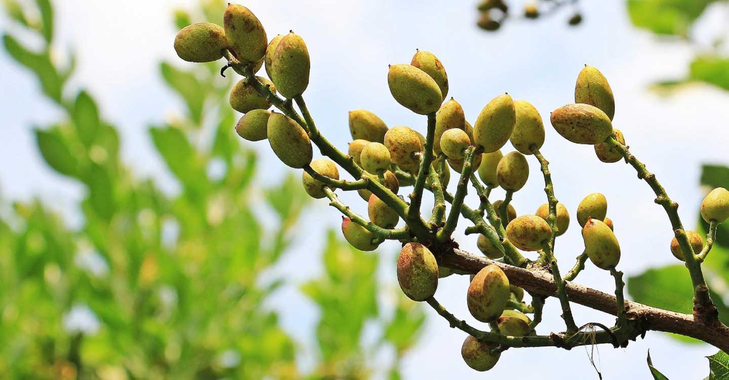 El Gobierno regional abonará mañana más de 25,1 millones de euros para la producción ecológica y la ganadería que mantiene razas autóctonas en peligro de extinción