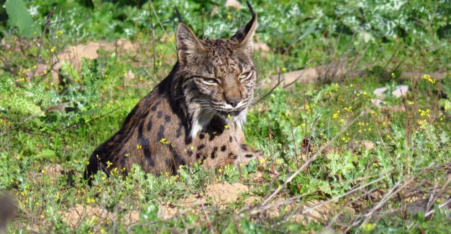 El Gobierno regional se suma a la campaña europea ‘Y tú, ¿qué haces por el Medio Ambiente?’ destacando la recuperación del lince