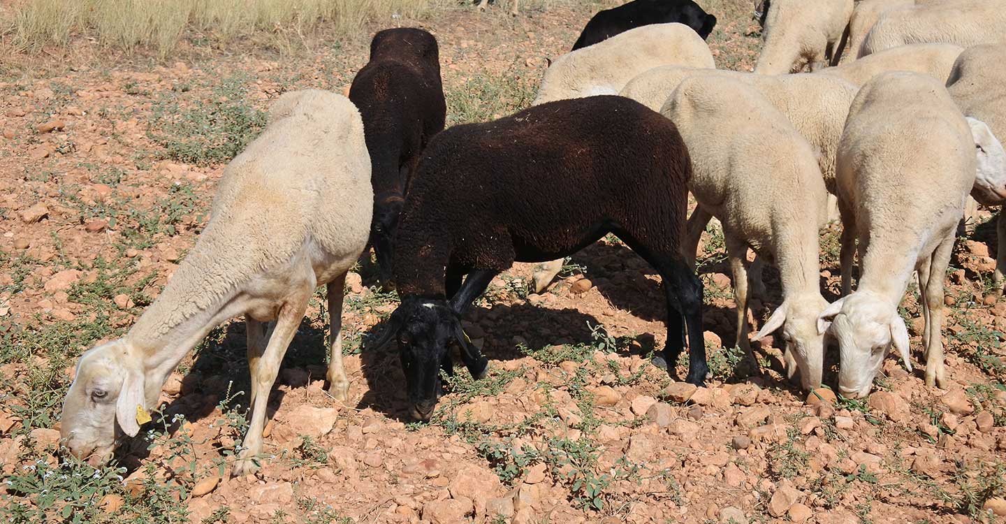 El Gobierno regional abona hoy más de 10 millones de euros de ayudas, destacando el adelanto de las de bienestar animal en cinco meses