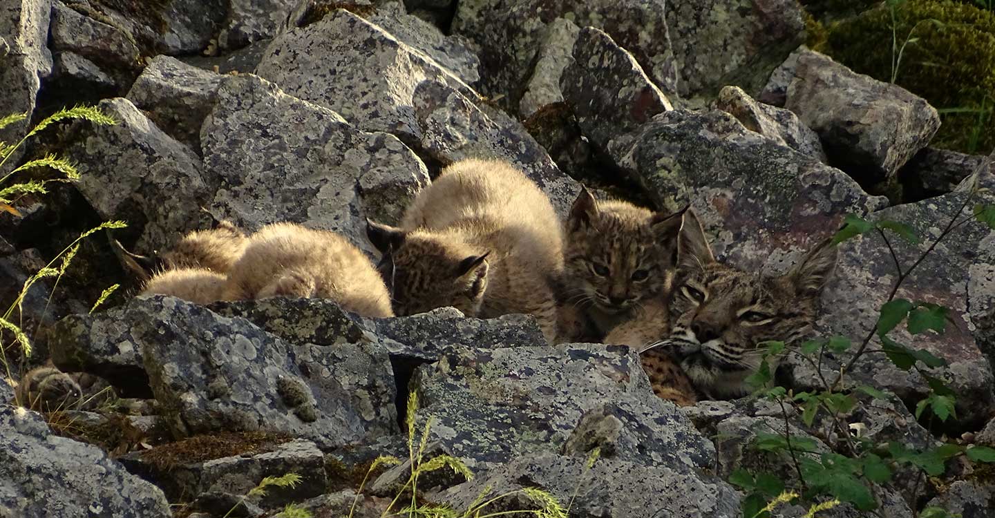 El Gobierno regional abre el proceso de participación pública de los planes de recuperación y conservación del lince ibérico, águila imperial y buitre negro