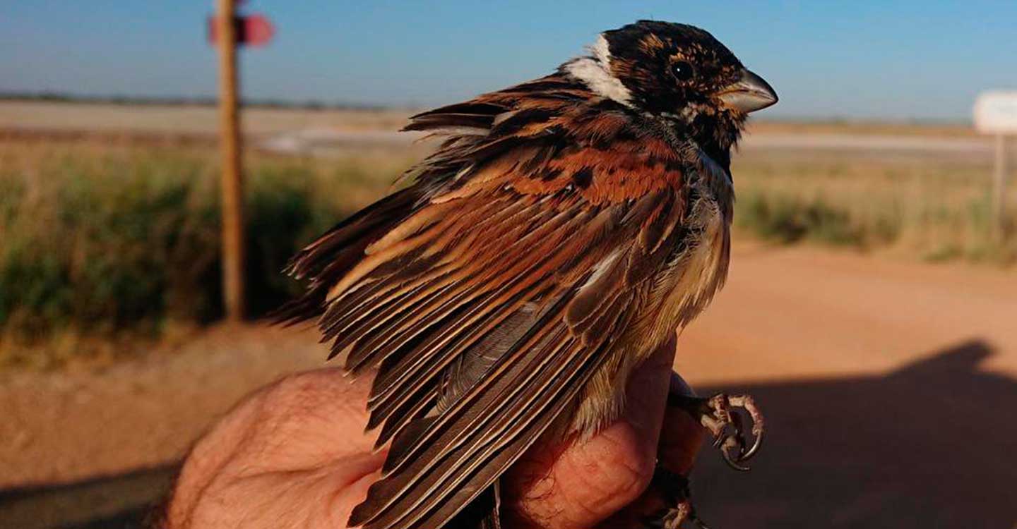 La sequía marca la campaña de anillamiento de aves palustres en La Mancha Húmeda