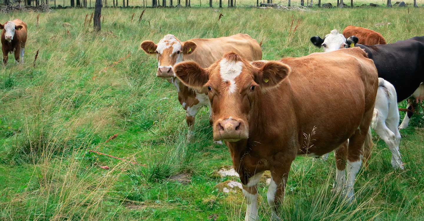 Mañana llegan a las cuentas de 1.445 ganaderos de la región un total de 9,4 millones de euros de ayudas asociadas de la PAC para vacas nodrizas