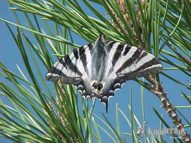 Iphiclides podalirius