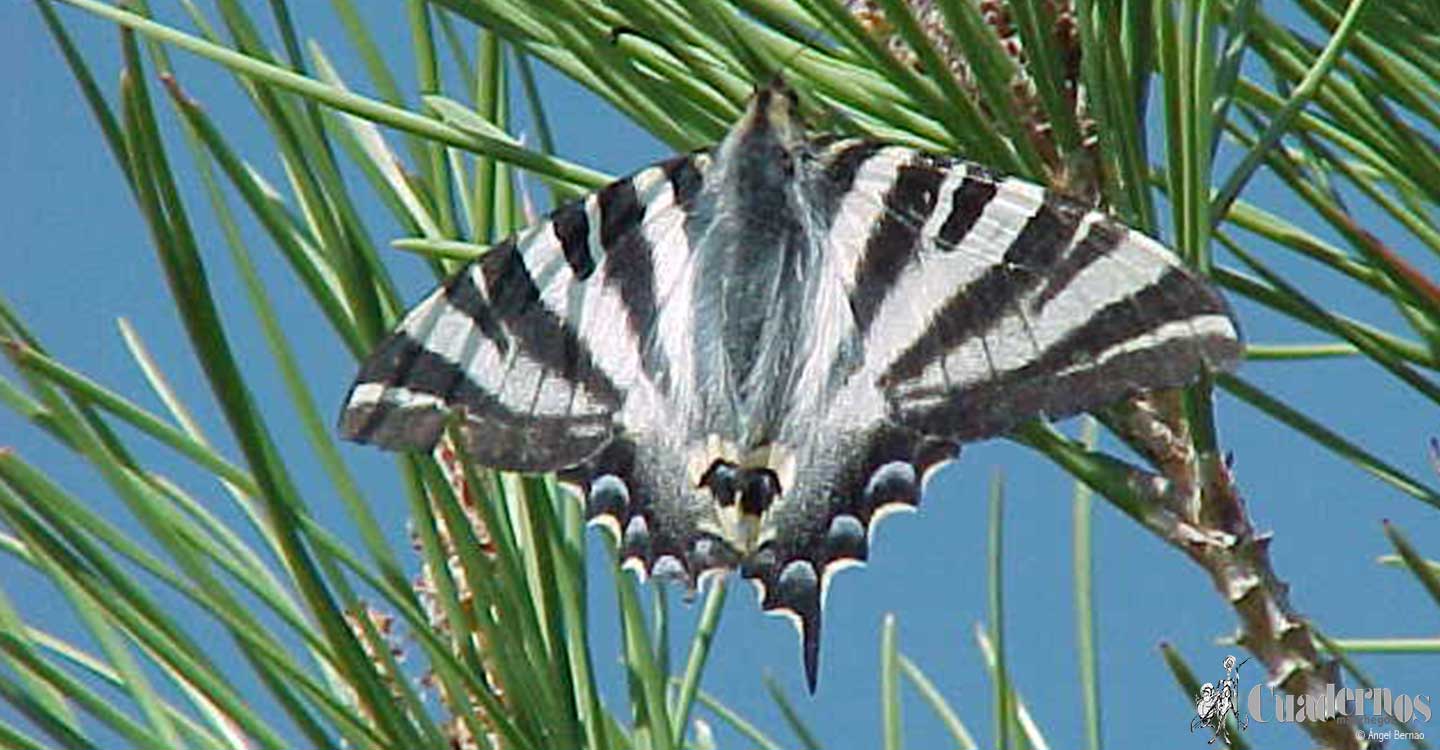 Mariposas: Iphiclides podalirius L.