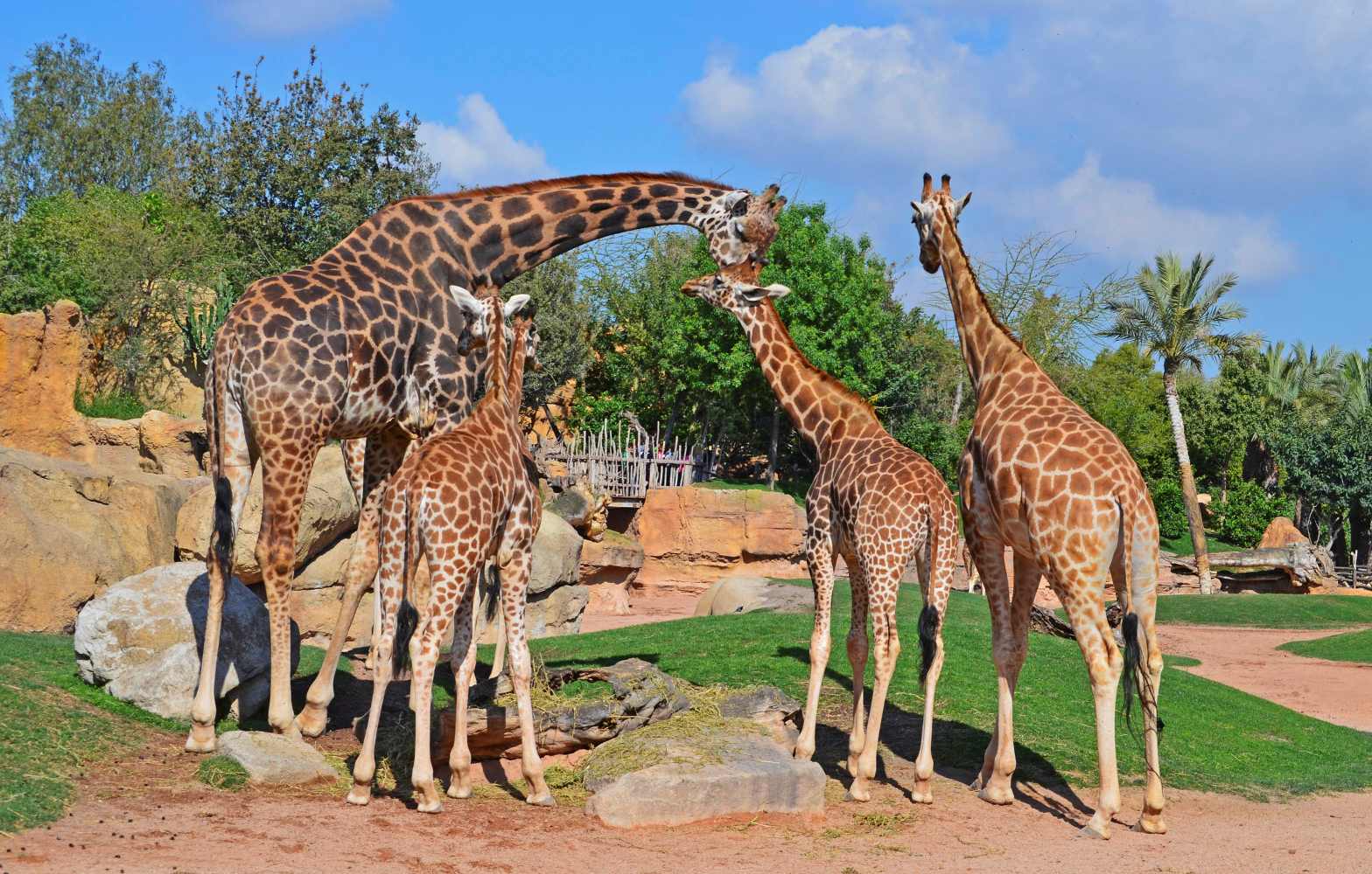 Muere la jirafa macho de BIOPARC Valencia