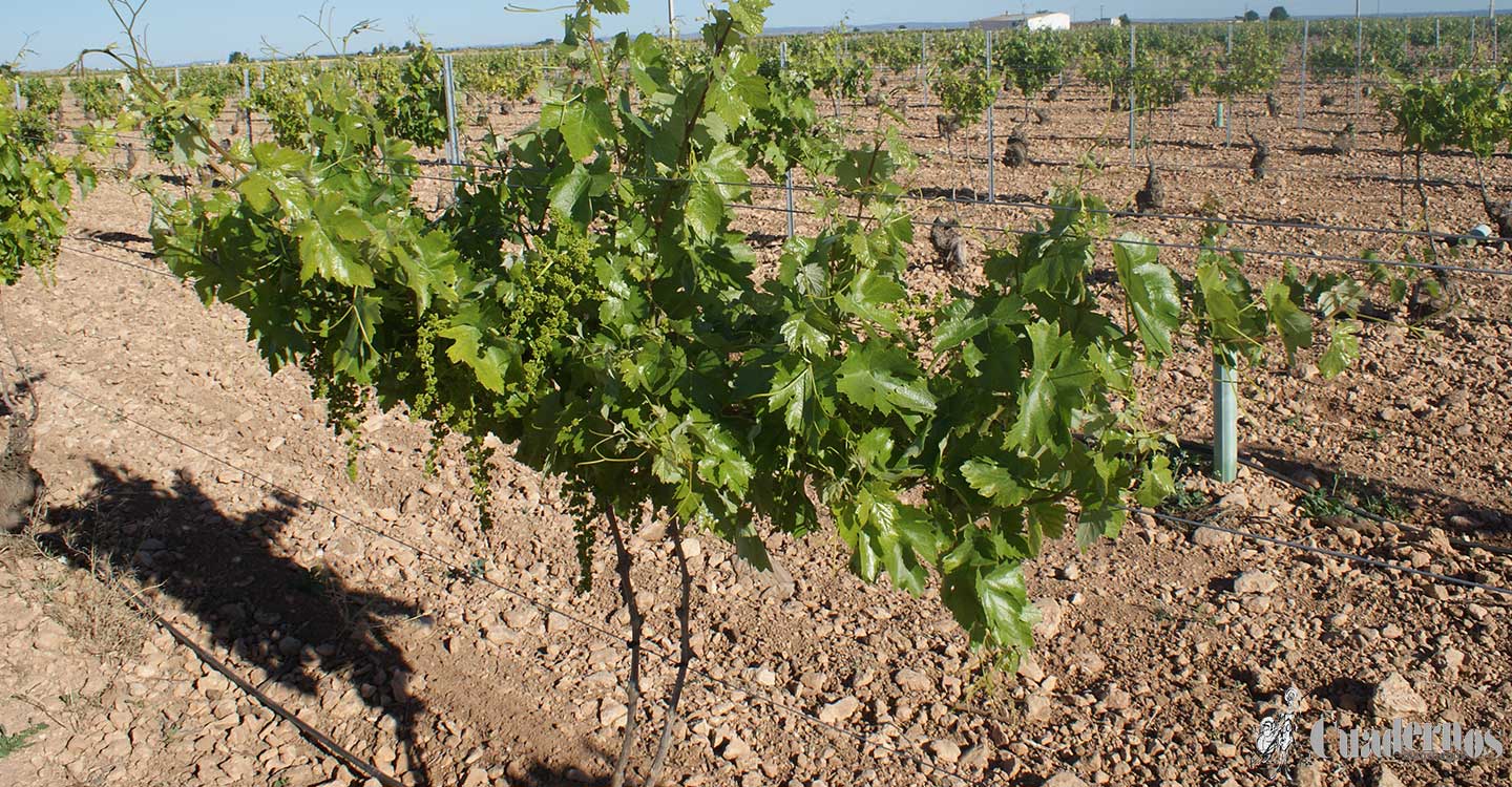 El relevo generacional y la innovación en el campo, puntos clave para la reconstrucción en Castilla-La Mancha, que contarán con una nueva línea de ayudas