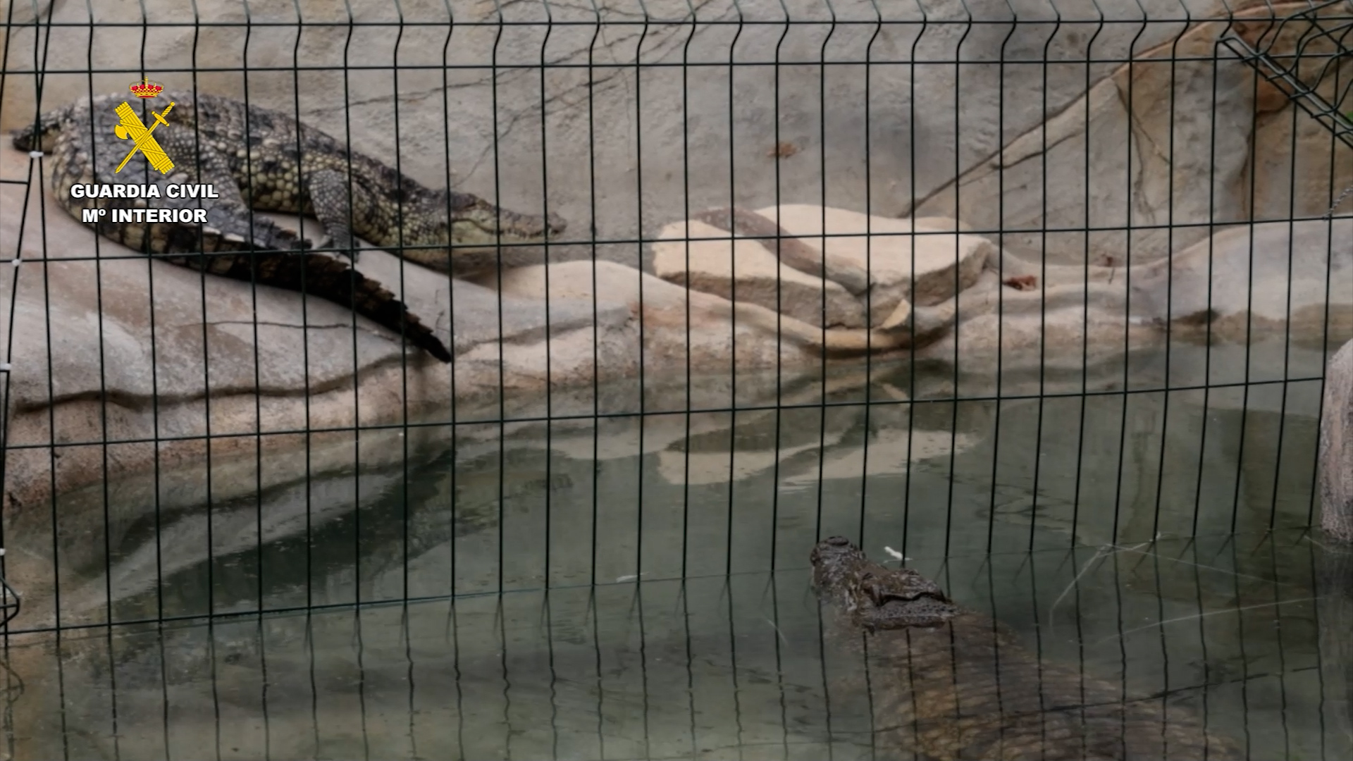  Dos cocodrilos del Nilo, una tortuga de espolones africana de 25 kg y una pitón de Birmania de 2 metros son rescatados por la Guardia Civil 