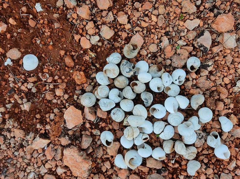 Muerte masiva de caracoles de monte en la Cuenca del Alto Guadiana