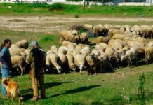 Qué se pierde con el programa de desarrollo rural de la PAC en Castilla-La Mancha