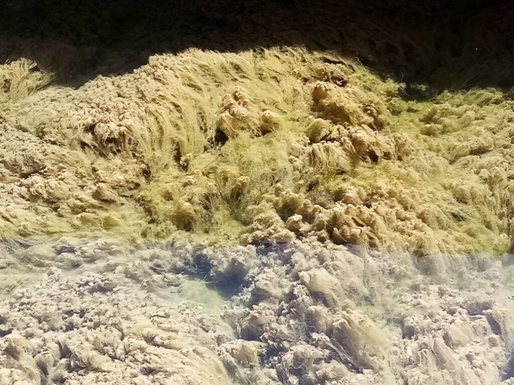 biodiversidad altoguadiana 3