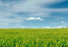 El aleteo de la mariposa y la falta de democracia en el campo