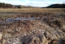 La biodiversidad del Alto Guadiana en acelerada decadencia