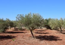 El campo español y la seguridad nacional