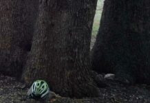 “Carrascas, chaparros» y algo de Fauna de La Mancha… (I)