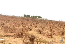 Las cepas inician su campaña