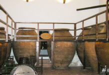 Juan Navarro nos presenta su cuidada y preciosa bodega con tinajas de barro y cemento, estas últimas construidas por tomelloseros, en su finca del poblado de Colonización, “Consolación”.