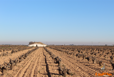 Sector Agrario de Tomelloso
