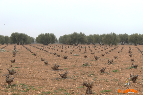 Sector Agrario de Tomelloso