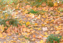 Despedir a noviembre