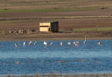 Castilla-La Mancha organiza actividades gratuitas de concienciación ambiental para conmemorar el Día Mundial de los Humedales