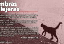 El amor (de un gato) en los tiempos del COVID