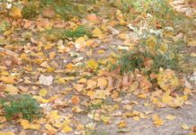 En las orillas de noviembre el luto de los días