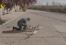 El Seprona realiza varias actuaciones contra el furtivismo y la caza ilegal en la comarca de Molina de Aragón