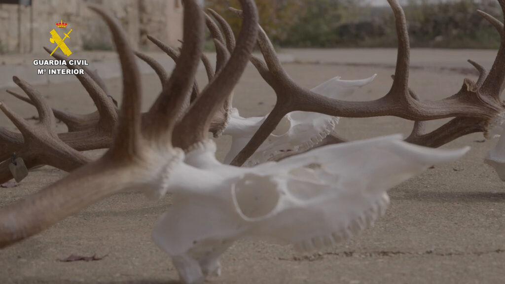 furtivismoguadalajara 4