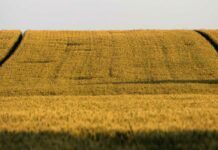 Unión de Uniones CLM : «Hambre o veneno»