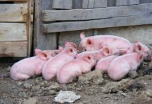 Y si nadie quiere macrogranjas… ¿por qué se machaca tanto al ganadero?