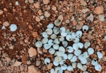 Muerte masiva de caracoles de monte en la Cuenca del Alto Guadiana
