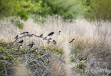 Bajo la anchura del iluminado abril la pobreza humana de todos nosotros