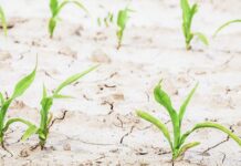 Sin vergüenza alguna