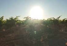 Nuestro sol manchego