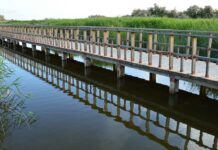 Las Tablas de Daimiel sin agua, sin ningún interés político y total pasividad administrativa