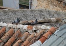 Palomas en las ciudades