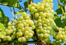 La reforma laboral en el sector agrario