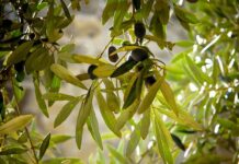 Réquiem por el olivar tradicional