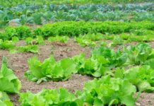 Te quiero mucho perrito, pero para salir en la fotito