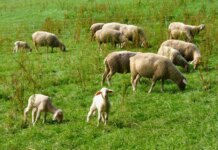 Unión de uniones de Castilla-La Mancha: «¿Hay trato de favor en las campañas de erradicación de tuberculosis caprina y viruela ovina en Castilla-La Mancha?»
