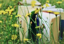 El verdor de la siembra ignora las peleas políticas