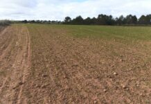 ASAJA CLM: «La Consejería de Desarrollo Sostenible deja fuera a más de 40 municipios en la comarca de emergencia cinegética por daños de conejo»